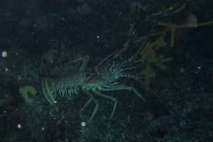 Giant "Debbie sized" Lobster