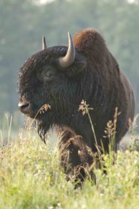 Bison, Elk island park