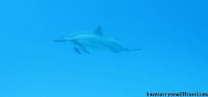 Dolphins off Kona