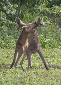 wallabies sparring australia