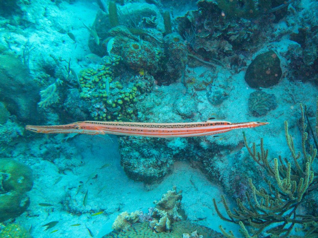 Trumpetfish