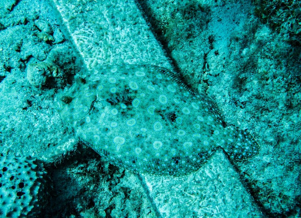 Peacock Flounder