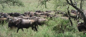 Wildebeest