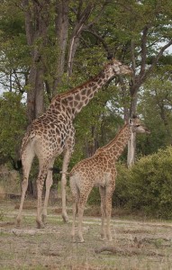 blog giraffe2