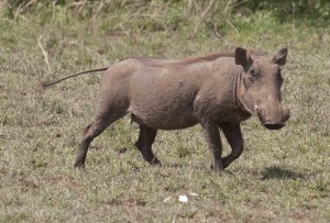 Warthog in Botswana
