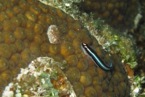 Neon Goby