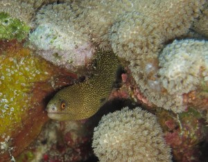 Virgin Gorda