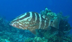 Grouper