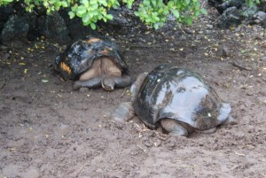 tortoises