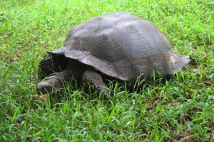 giant tortoise