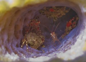 Peppermint Shrimp, Hermit Crabs and 3 Decorator Crabs