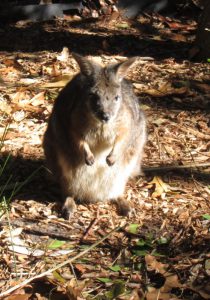 Wallaby