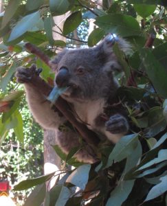 Koala