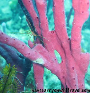 Yellow line Arrow Crab