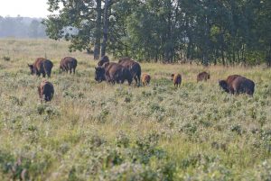 Bison, Elk island park