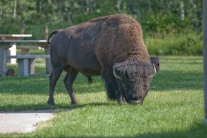 Bison, Elk Island Park