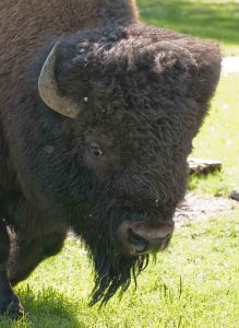 Bison, Elk Island Park