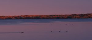 loons at murray doell campground