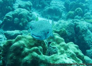 Porcupine fish