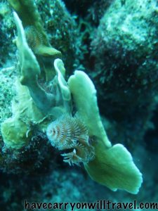 Christmas Tree Worm