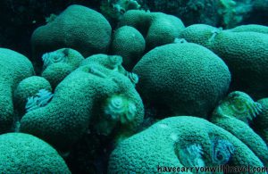 Christmas Tree Worm