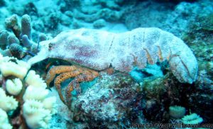 Slipper Lobster, Bonaire
