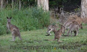 Wallabies