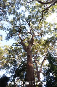 Tamborine National Park, Australia