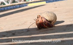 Hermit Crab, Bonaire