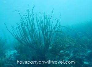 Bonaire