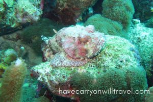 Scorpion fish, Bonaire