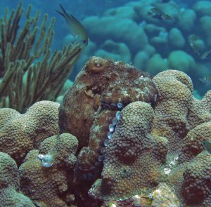 bonaire octopus