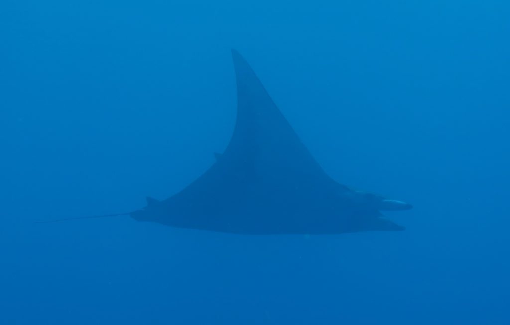 Mobula Ray or Manta Ray?