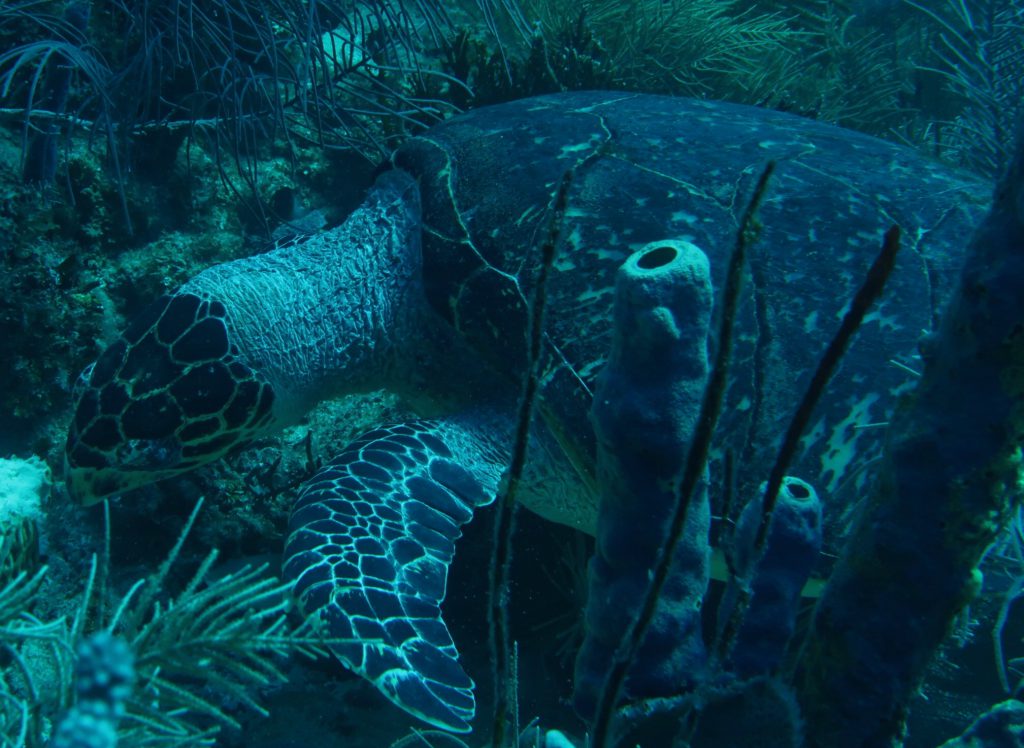 Hawksbill Turtle