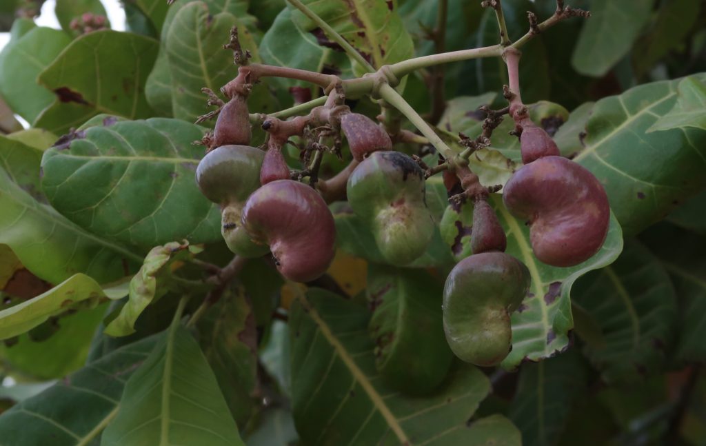 Cashew Tree