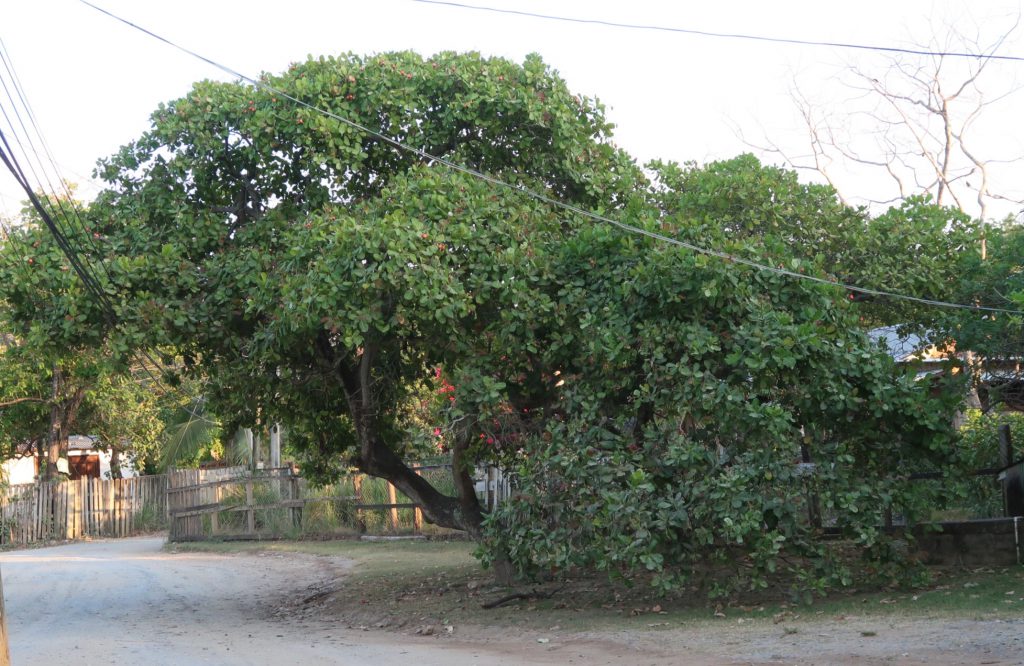 Cashew Tree