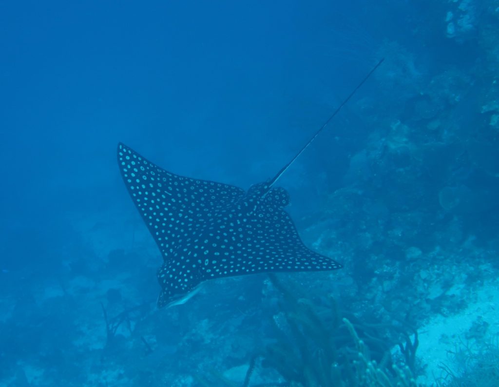 Spotted Eagle Ray