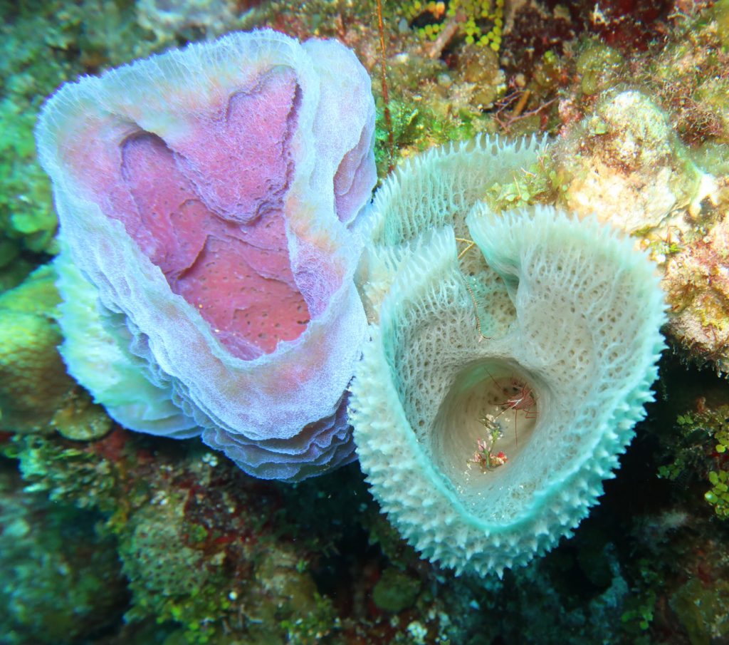 Peppermint Shrimp