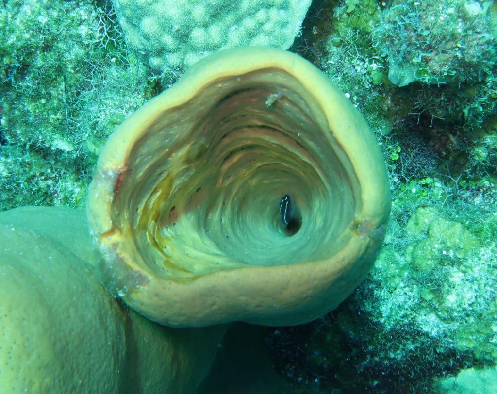 Tube Sponge with small I habitant