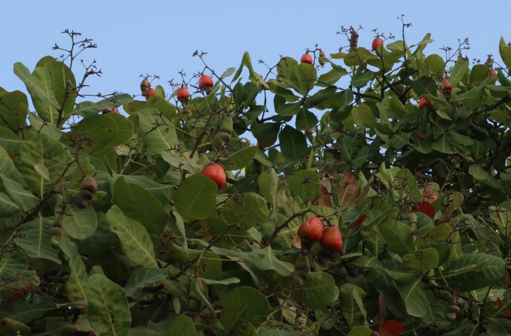 Cashew Tree