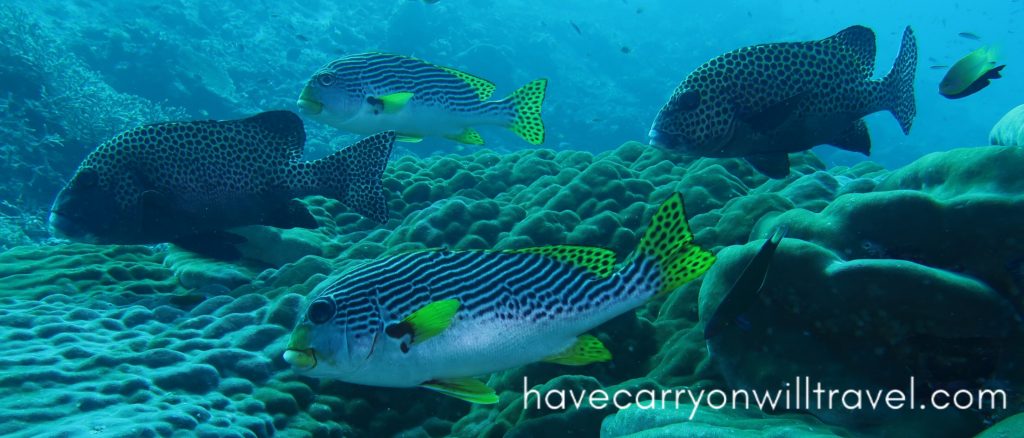 Raja Ampat