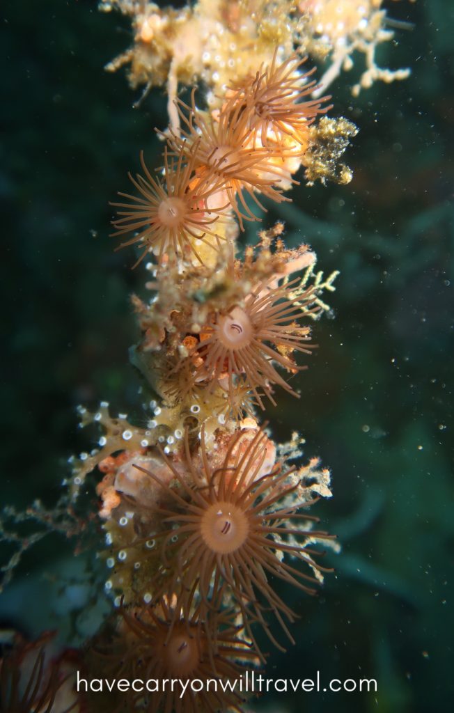 Lembeh, Indonesia