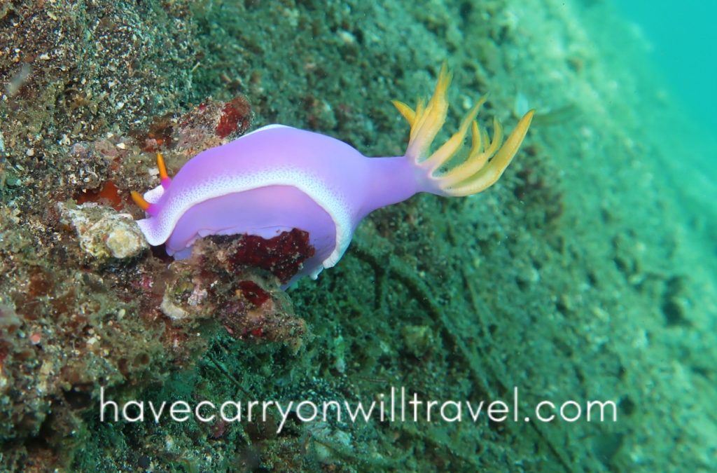 Lembeh, Indonesia