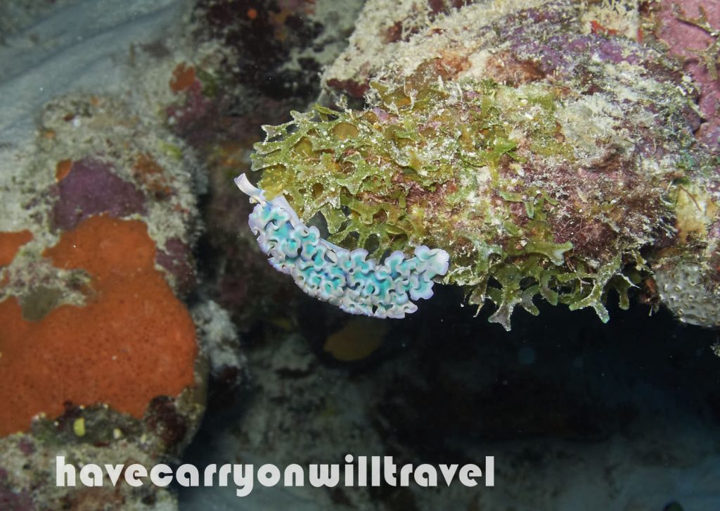 Lettuce Leaf Nudibranch