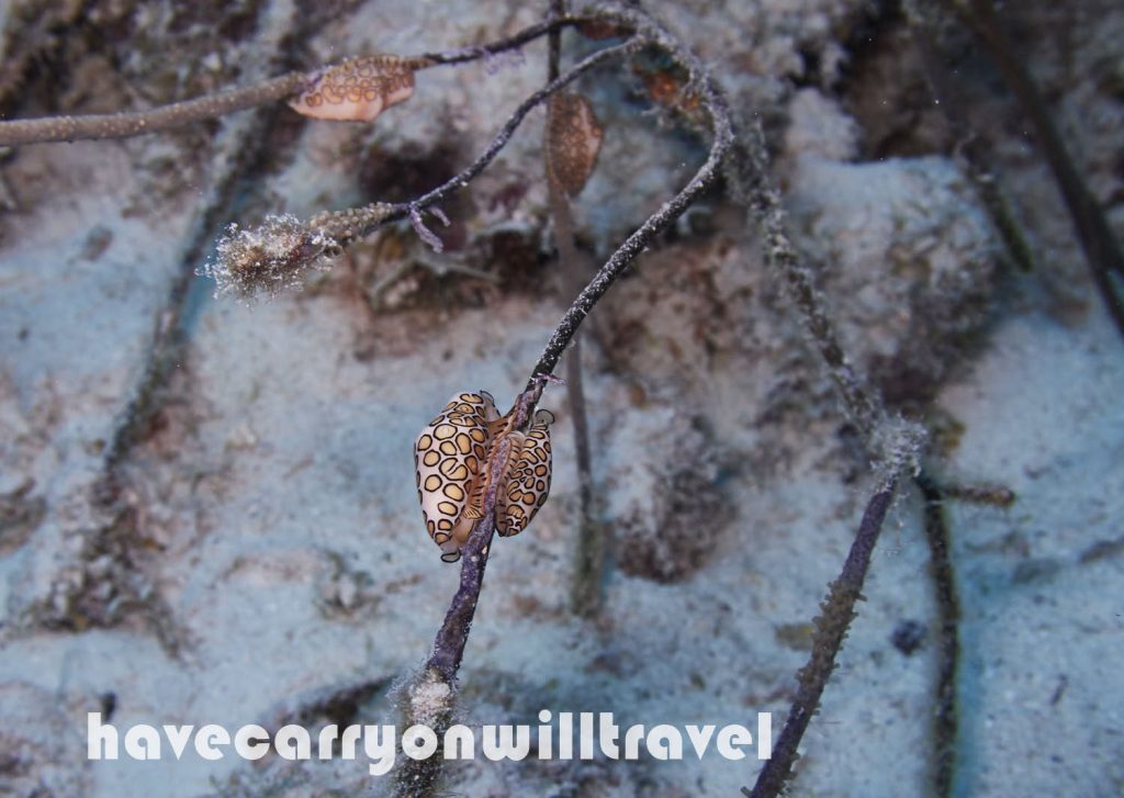 Flamingo Tongue