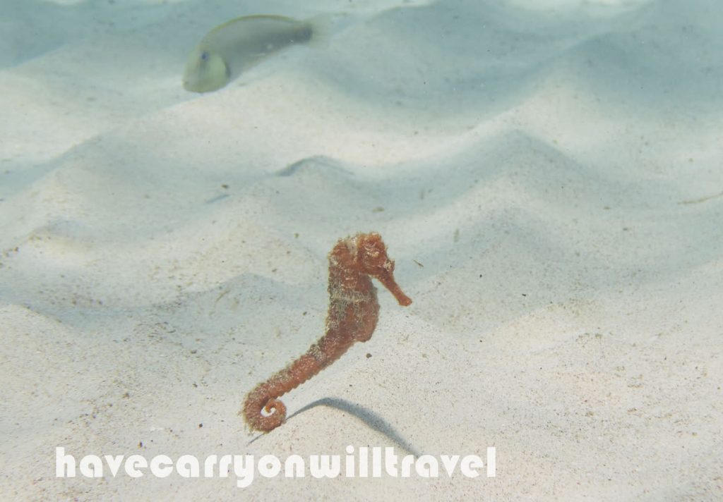 Seahorse