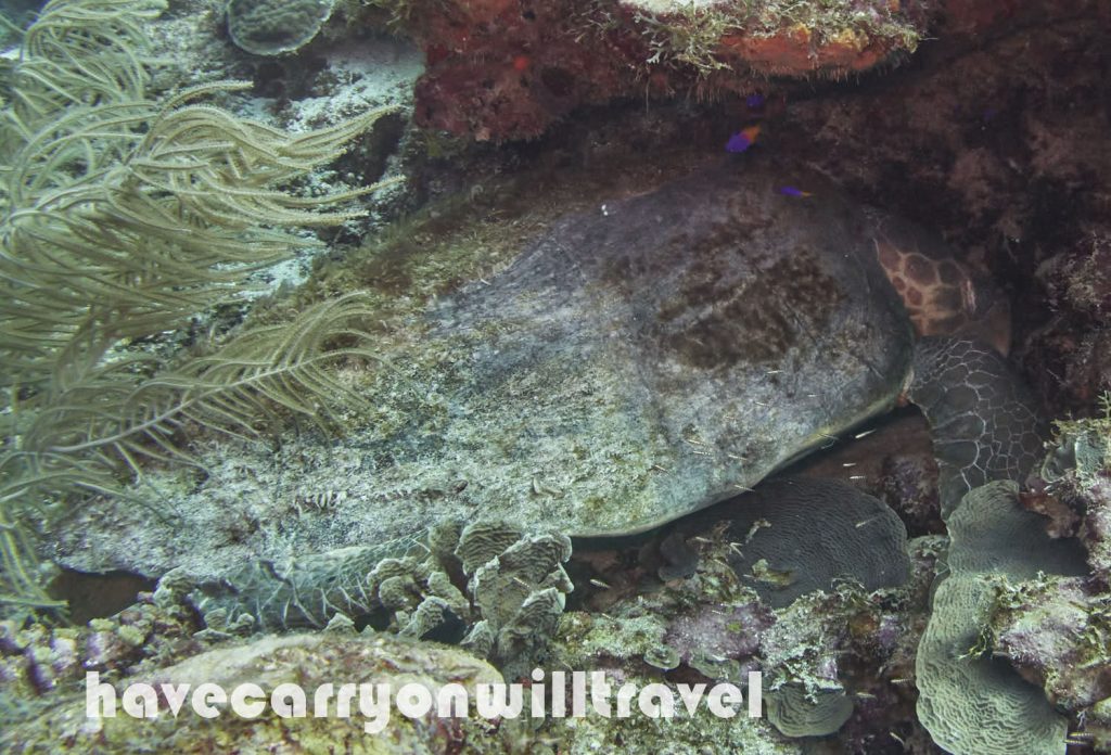 Loggerhead Turtle