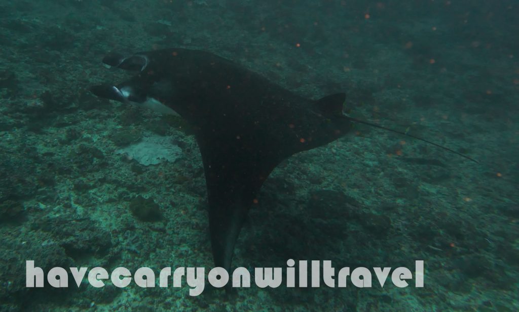 Manta Point, Lembongan