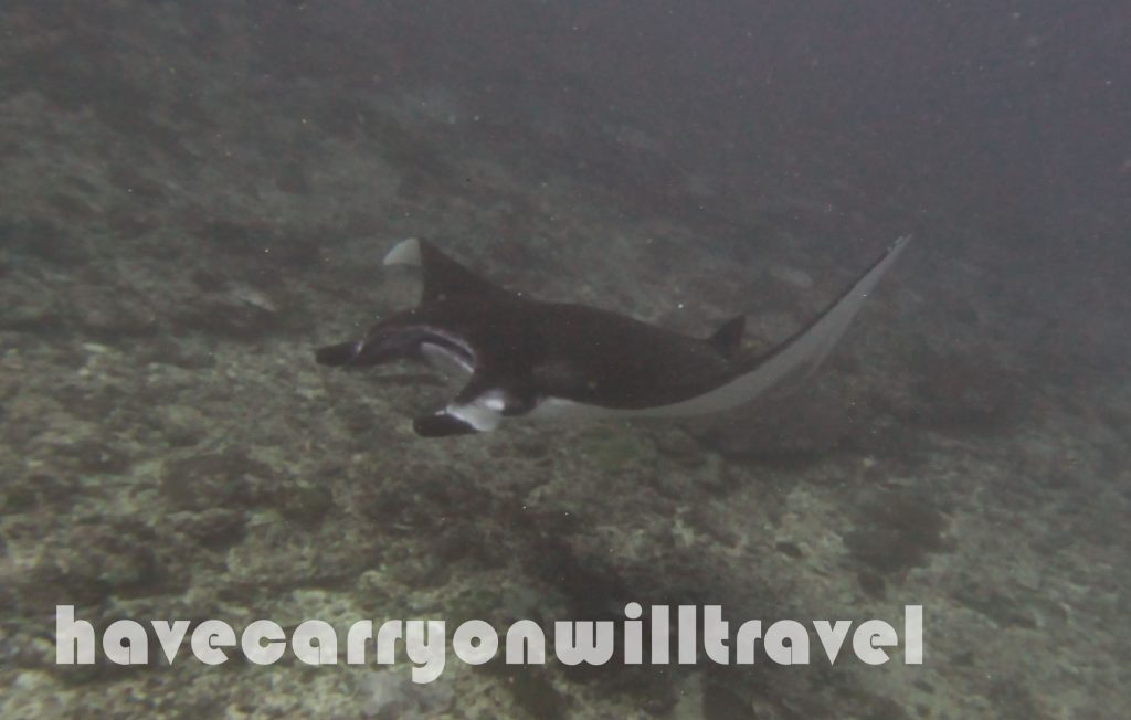 Manta Point, Nusa Penida