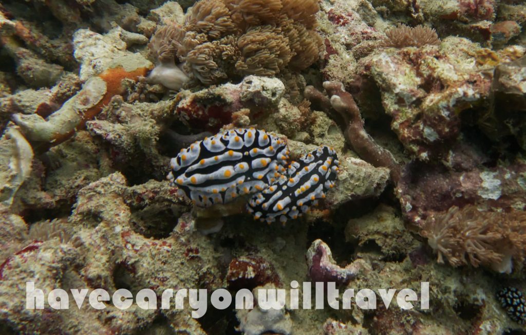 Nudibranchs, Lembongan, Indonesia